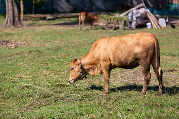 cow eating grass in the meadow