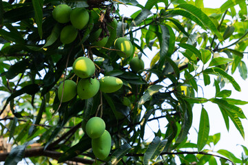 fresh green mango fruits tree plant nature in a farm garden