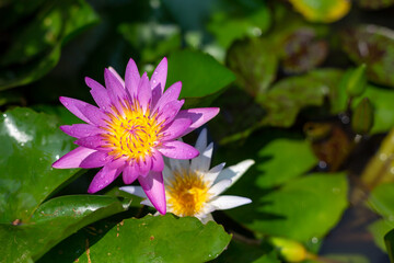 Beautiful purple lotus flower or water lily blossom with blurred green leaves as background.
