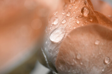 Fototapeta premium Soft focus Rose with water drops. Vintage retro style. Horizontal blur background.