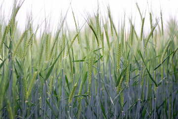 wheat, cereal, field of peace