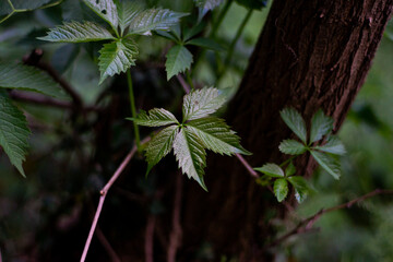 genuine,original,mystery blade