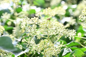 flowers in the garden