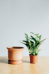 Plant and flower pot on the table