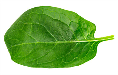 Fototapeta na wymiar fresh green spinach leaf, basil on white background.