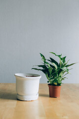 Plant and flower pot on the table