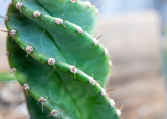 Cereus forbesii spiralis cactus of twisted column cactus copy space