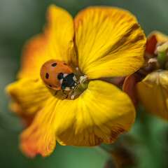 Coccinelle à sept points posée sur une fleur jaune