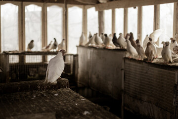 Breeding purebred pigeons at private yard. Warm house for birds. Hobby for the soul.