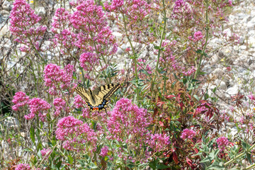 Papillon machaon posé sur des grappes de fleurs violettes