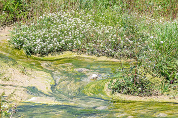 Fototapeta na wymiar fleurs blanches près d'un ruisseau rempli de vase et algues