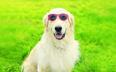 Portrait of Golden Retriever dog in sunglasses on grass in summer day