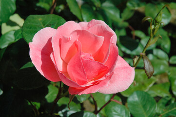 pink rose 