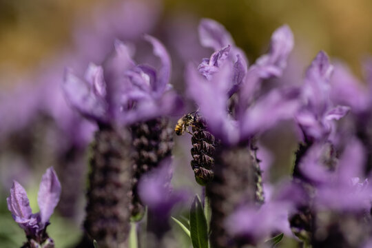 Honigbiene bestäubt Schopflavendel in der Sonne im Frühling