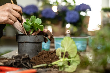 Junge Frau pflanzt Pelargonien Blume in einen Blumentopf in der Gärtnerei