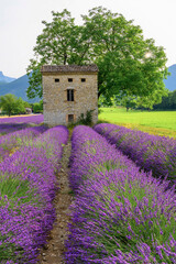 Lavandes de la drôme