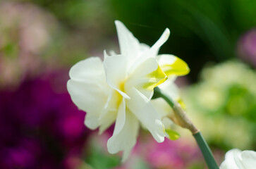 Flowers daffodils yellow and white. Spring flowering bulb plants in the flowerbed. Selective focus