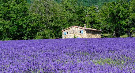 Lavandes de la dr&ocirc;me