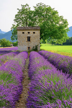 Lavandes de la dr&ocirc;me