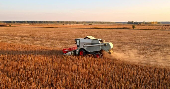 Combine harvester harvesting industrial soy beans field on farm
