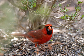 Northern cardinal eating seeds in Sarasota, Florida