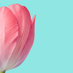 Pastel pink tulip flower against light blue background. Blossom, springtime minimal concept.