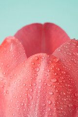 Water drops on a pink flower petals. Nature, springtime macro background.