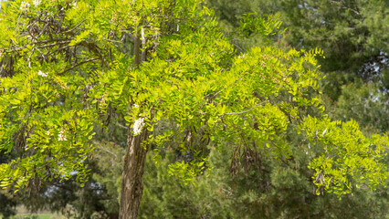 Acacia en flor