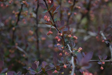 Flowering  of extremely beautiful colorful bush