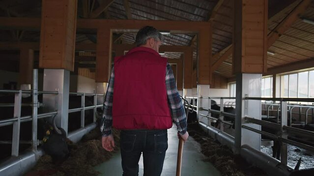 Shooting from the back of middle-aged man with white hair. Footage of farmer in pitchfork and red vest walking inside of building. Breeding cattle. Livestock feed. Indoors. Countryside, domestic