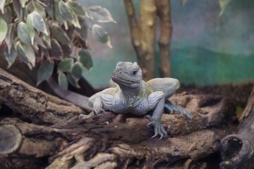 grüner Leguan