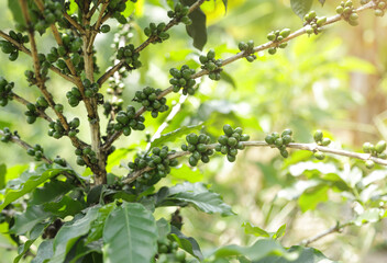 raw green coffee bean on tree in local agriculture farm for planting coffee selling