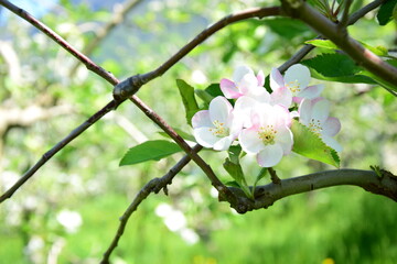Obraz premium Apfelblüte in weiß und rosa in Südtirol - Hintergrund und Textur - Apfelbaumblüte - Apfelbaumblüten 