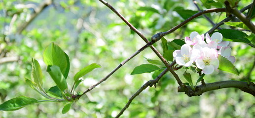 Apfelblüte in weiß und rosa in Südtirol - Hintergrund und Textur - Apfelbaumblüte - Apfelbaumblüten	