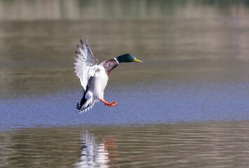 Drake mallard in flight