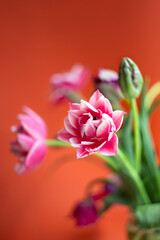 Closeup photography of peony tulip with water dpors.Orange background with copy space.
