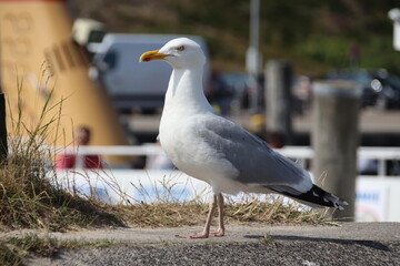 Möwe
