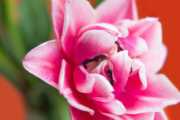 Fototapeta na wymiar Macro photography of peony tulip with water dpors.Orange background.Selective focus.