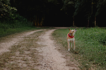 Cachorro 