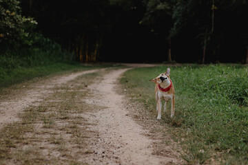 Cachorro 