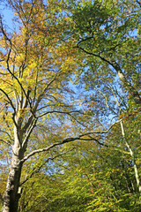 Beech trees in Autumn	