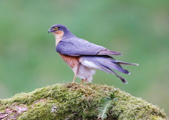 male sparrowhawk on a woodland branch