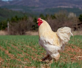 beautiful proud rooster walks through the field, on the green grass, on the background is countryside