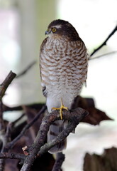 juvenile male sparrowhawk looking for prey