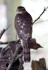 juvenile male sparrowhawk looking for prey