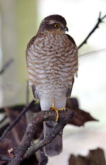 juvenile male sparrowhawk looking for prey