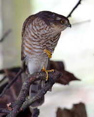 juvenile male sparrowhawk looking for prey