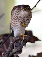 juvenile male sparrowhawk looking for prey