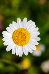 Obraz premium close up daisy white petales