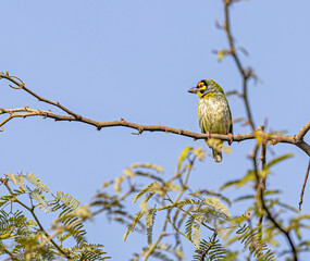 A coppersmith barbet looking side way